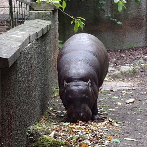 Pygmy hippo 25.8.24