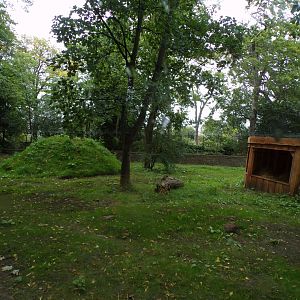 Cheetah enclosure 25.8.24