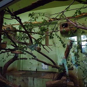 Plants in indoor magic forest primate housing 25.8.24
