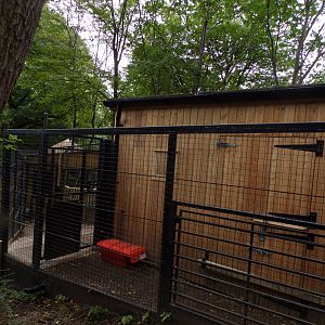 Red river hog housing 25.8.24