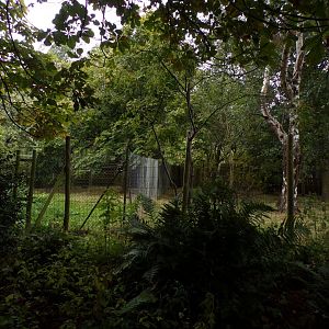 Southern cassowary enclosure 25.8.24