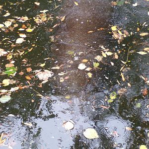 Pygmy hippo submerged 25.8.24