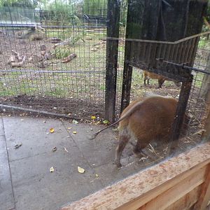 Red river hogs in new enclosure 25.8.24