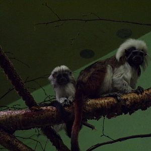 Cotton topped tamarins 25.8.24
