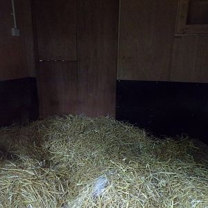 Red river hog indoors 25.8.24