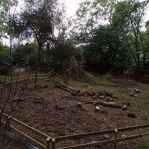 Red river hog enclosure 25.8.24
