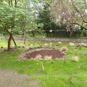 Cheetah enclosure 25.8.24