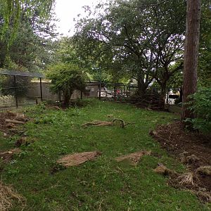 Red river hog enclosure 25.8.24