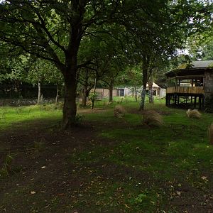 Cheetah enclosure 25.8.24