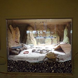 Leopard tortoise enclosure 25.8.24