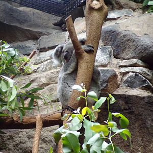 Koala 25.8.24