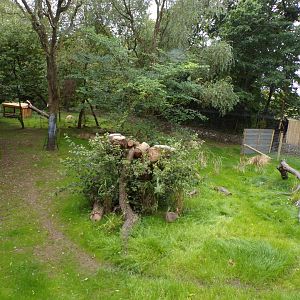 Cheetah enclosure 25.8.24