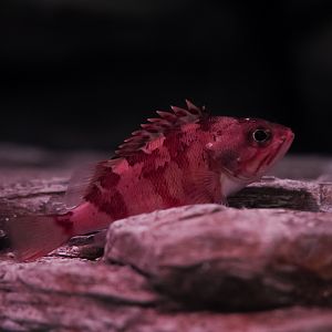 Hilgendorf's Saucord (Scorpionfish)