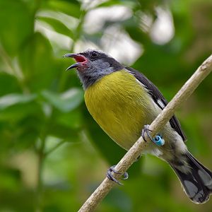 Bananaquit (Coereba flaveola)