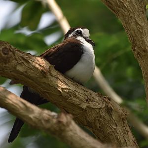Tambourine Dove (Turtur tympanistria)