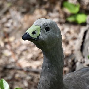 Cape Barren Goose (Cereopsis novaehollandiae)