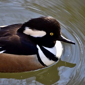 Hooded Merganser (Lophodytes cucullatus) male