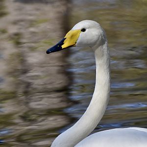 Whooper Swan (Cygnus cygnus)