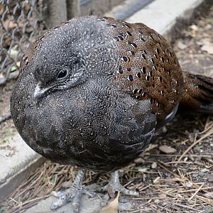 Mountain Peacock-Pheasant (Polyplectron inopinatum)