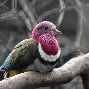 Pink-Headed Fruit Dove ((Ptilinopus porphyreus)
