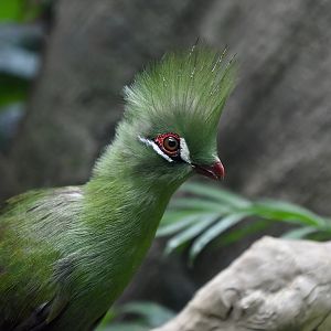Guinea Turaco (Tauraco persa persa)