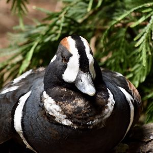 Harlequin Duck (Histrionicus histrionicus) male