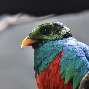 Golden-Headed Quetzal (Pharomachrus auriceps) male
