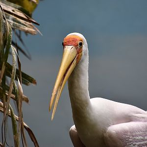 Yellow-Billed Stork (Mycteria ibis)