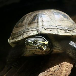 Vietnamese Pond Turtle (Mauremys annamensis)