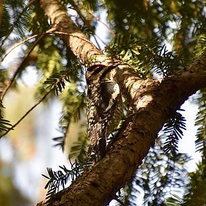 Yellow-Bellied Sapsucker (Sphyrapicus varius) female - wild