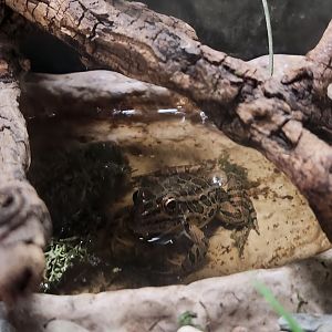 USV Park (2023) - Lithobates palustris