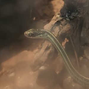 USV Park (2023) - Thamnophis saurita saurita