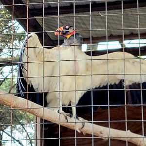 King Vulture-Bright's Zoo
