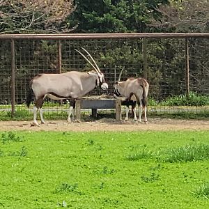 Gemsbok-Bright's Zoo