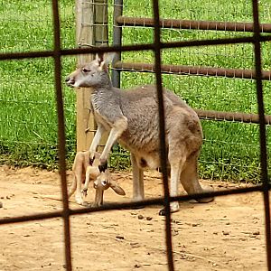 Red Kangaroo-Bright's Zoo