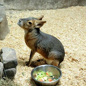 Patagonian Mara-Bright's Zoo