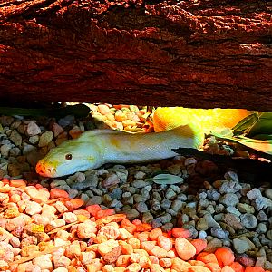 Burmese Python-Bright's Zoo