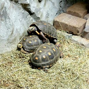 Red-Footed Tortoise-Bright's Zoo