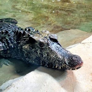 Cuvier's Dwarf Caiman-Bright's Zoo