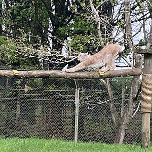 Lynx stretching
