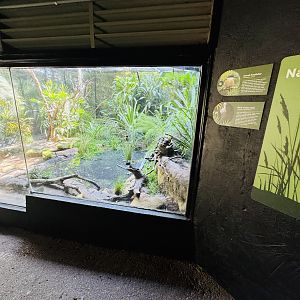 Pied stilt/Sacred kingfisher enclosure