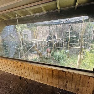 White-cheeked gibbon enclosure