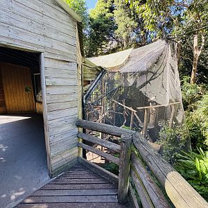 Treetop Apes and Monkeys