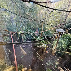 Spider monkey enclosure