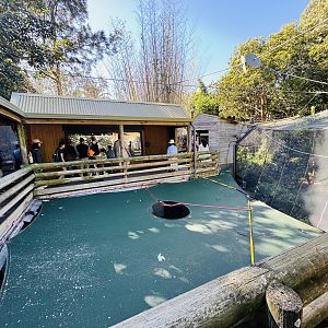 Treetop Apes and Monkeys