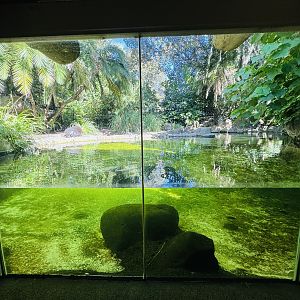 Pygmy hippo enclosure