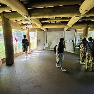 Otter/hippo underwater viewing area