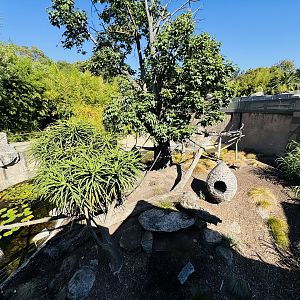 Ruffed lemur enclosure