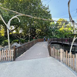 Ring-tailed lemur enclosure