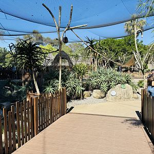 Ring-tailed lemur enclosure